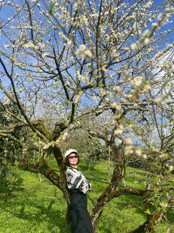 những vườn mận đẹp mộc châu